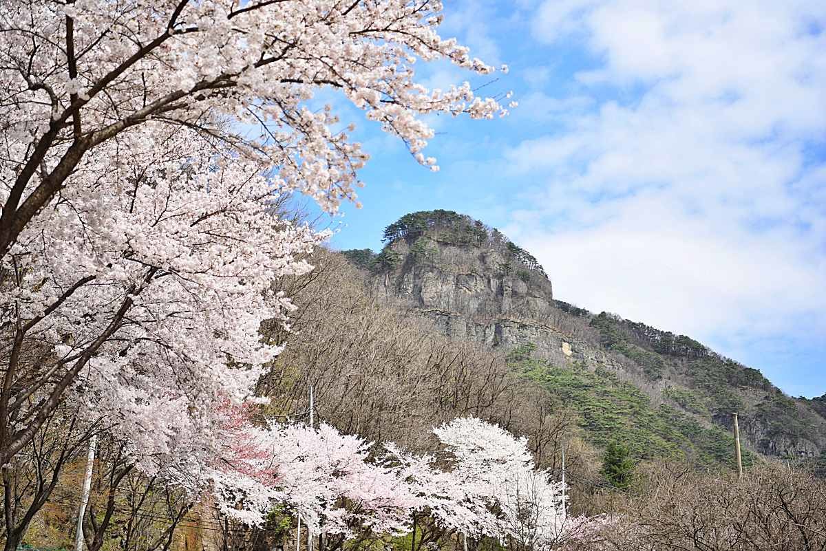 청량산의 봄 / 봉화군 홈페이지
