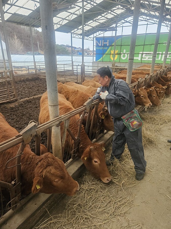 구제역 백신접종