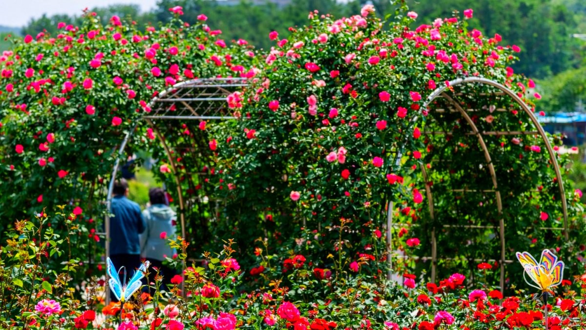 삼척 장미공원. 기사 내용 토대로 AI툴 활용해 제작한 자료사진.