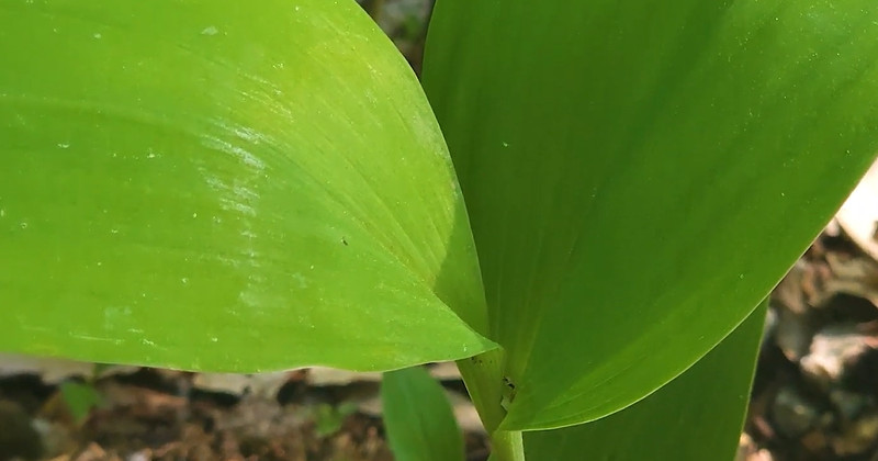 유튜브 '국립수목원'