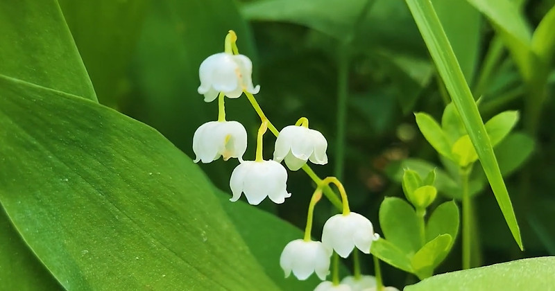 유튜브 '국립수목원'