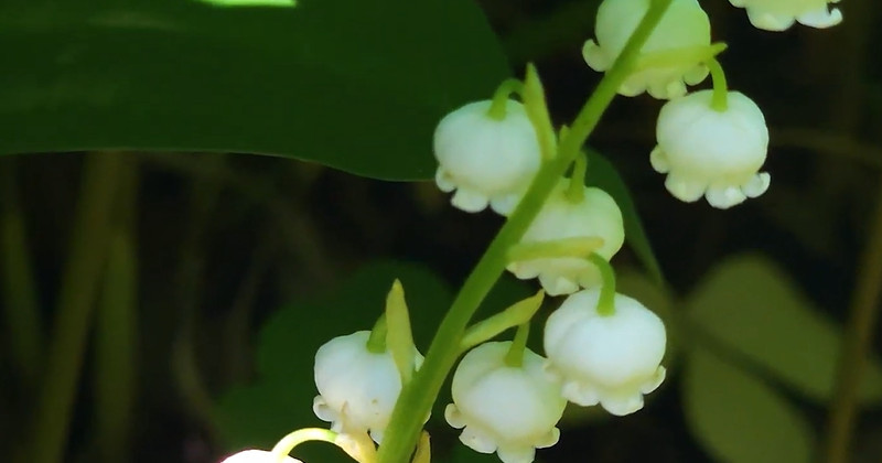 유튜브 '국립수목원'