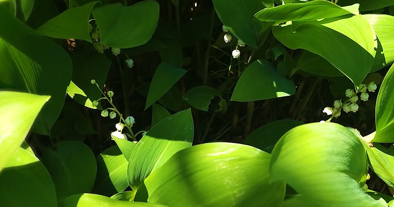 유튜브 '국립수목원'