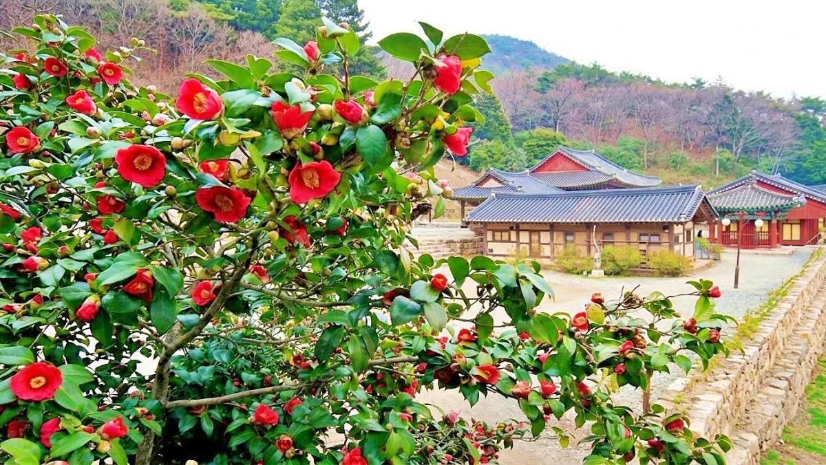 백련사 풍경. 기사 이해를 돕기 위해 AI로 제작한 자료 이미지.