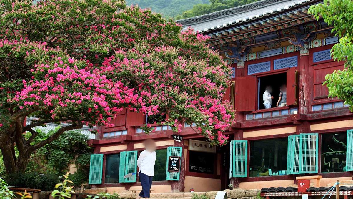 백련사 백일홍 / 강진군 제공-뉴스1