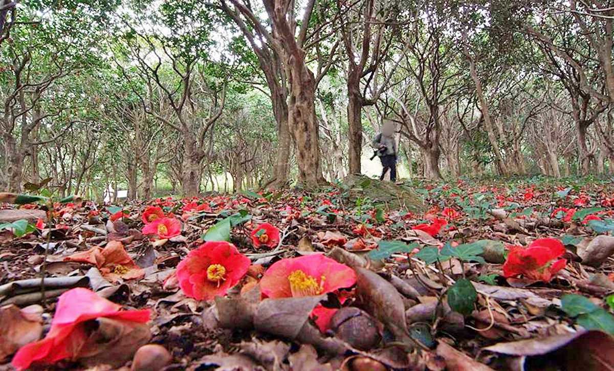 백련사 동백숲 / 백련사 홈페이지