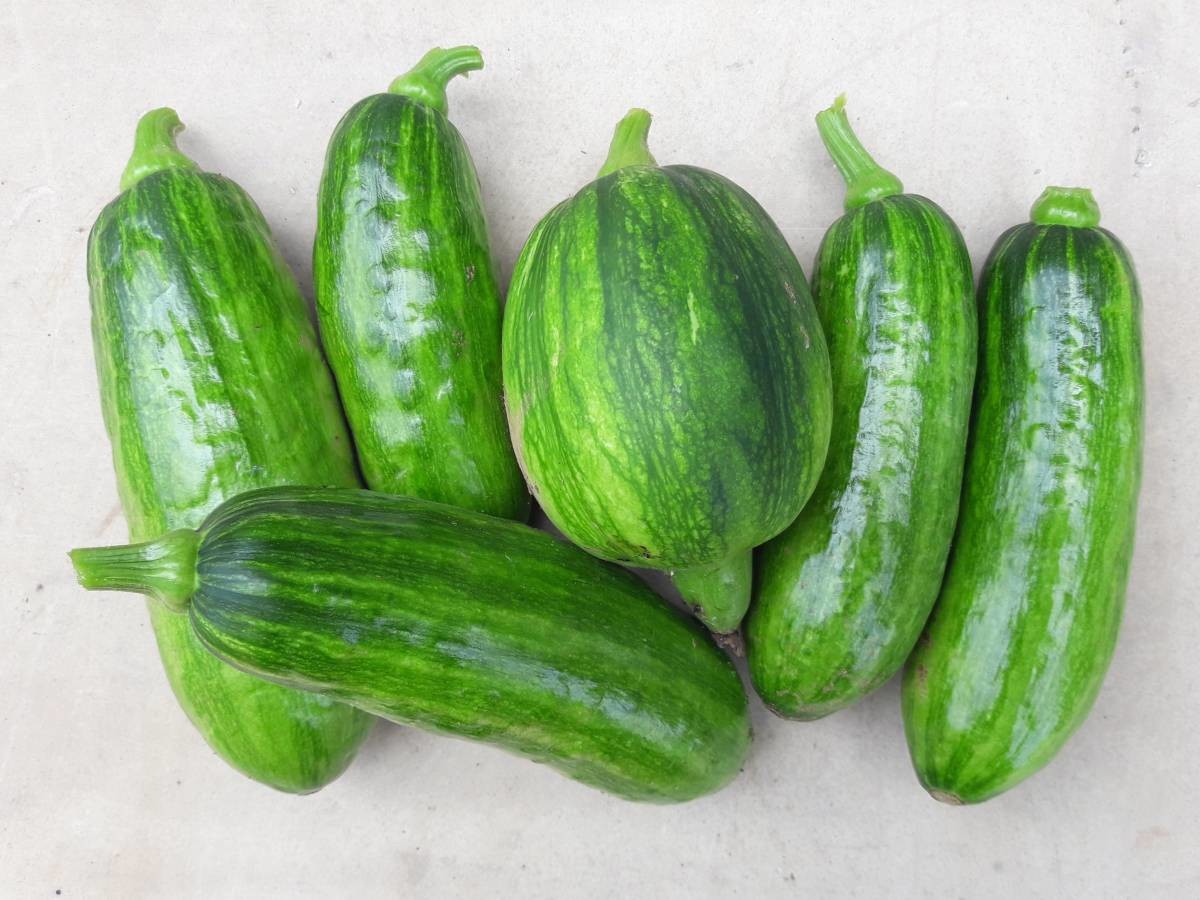 텃밭 애호박은 생김생김이 제각각. / 서울농부포털 서울도시농업