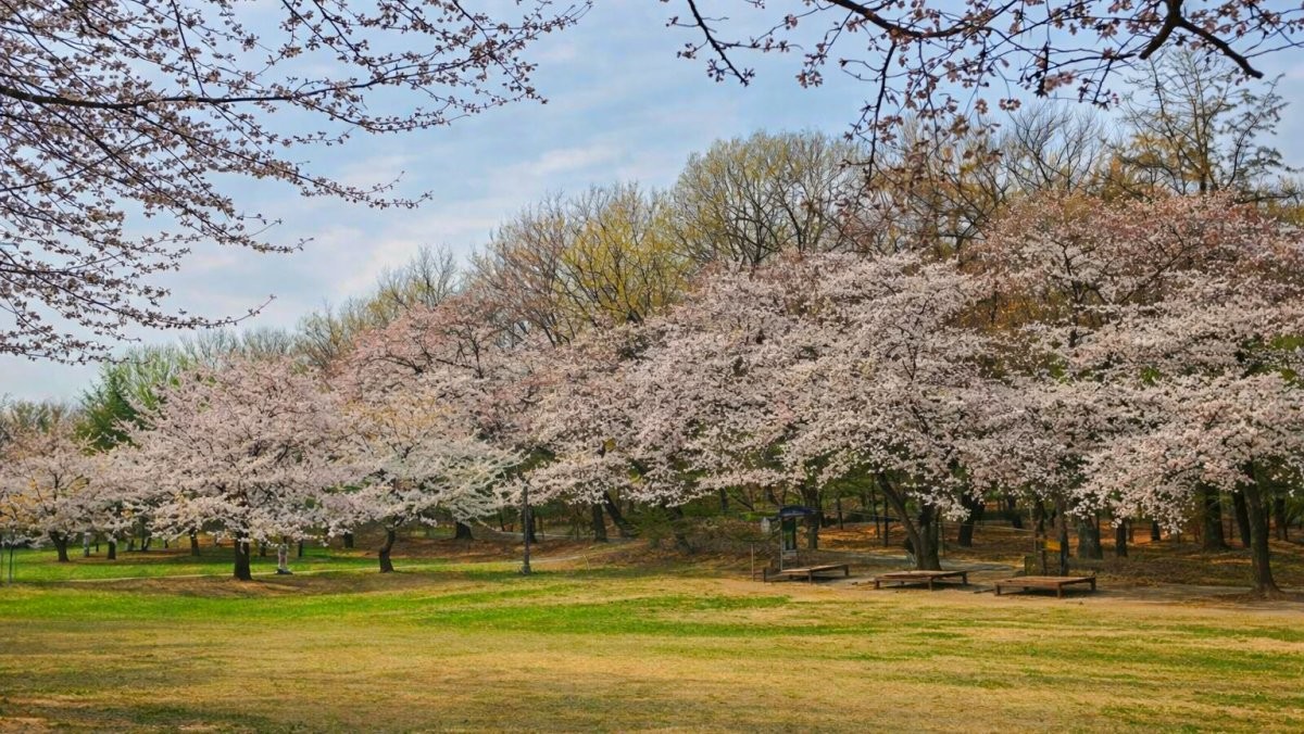 구의문 잔디 광장. 기사 내용 토대로 AI툴 활용해 제작한 자료사진.