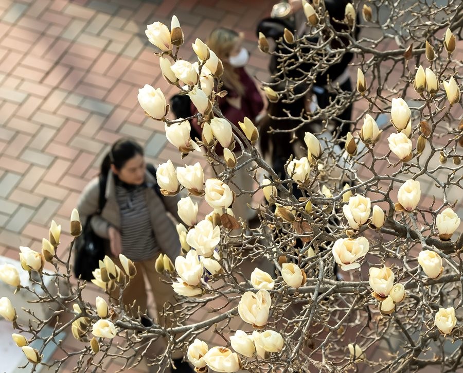 지난 10일 아침 영진전문대 복현캠퍼스 본관 앞 목련꽃이 꽃망울을 터트리고 있다.  / 영진전문대 제공