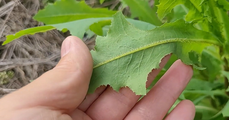 유튜브 '텃밭친구'