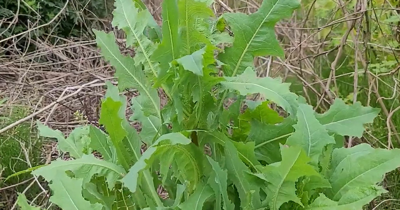 유튜브 '텃밭친구'