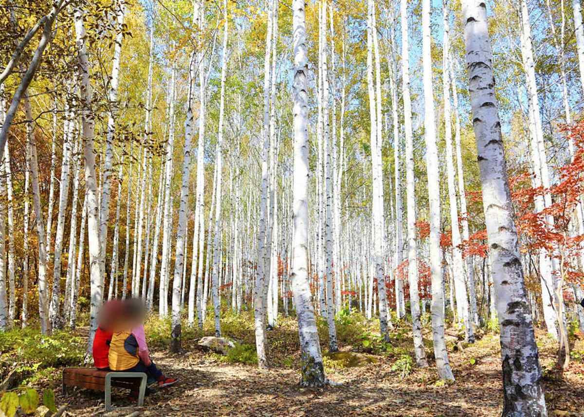 자작나무숲의 가을 / 영양군-영양문화관광 홈페이지