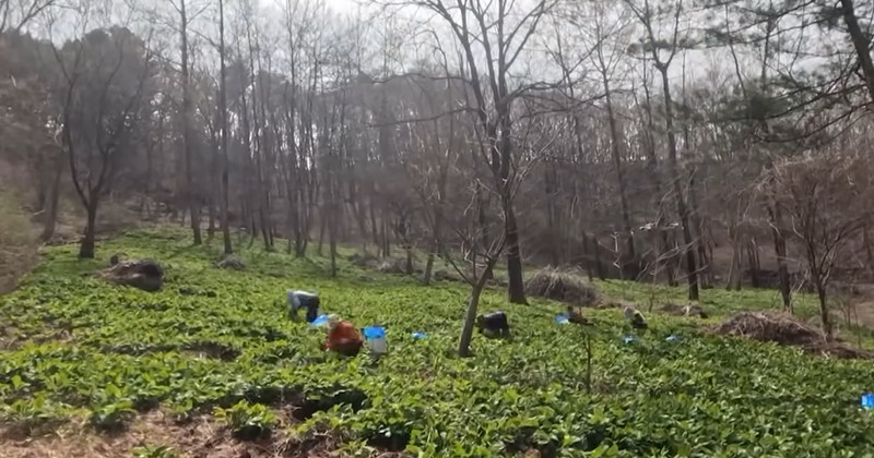유튜브 'EBSDocumentary (EBS 다큐)'