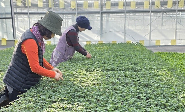 토마토 바이러스병과 토양병에 강한 접목용 대목을 선발하고 있다