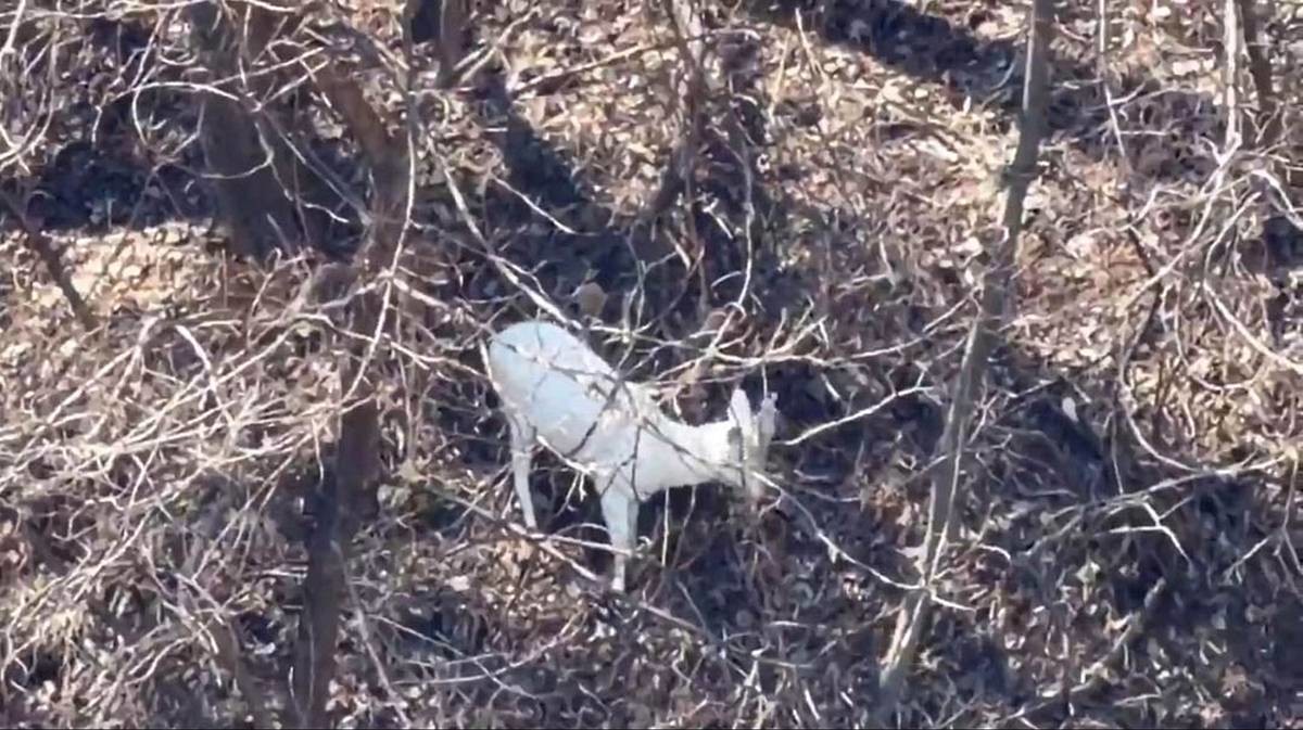 도심 인근 야산에서 발견된 흰 노루 / 연합뉴스