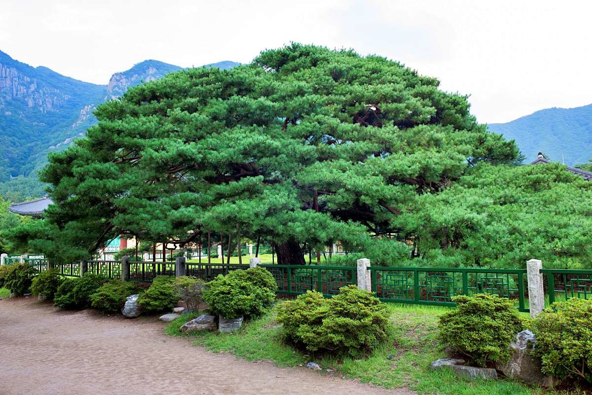 운문사 처진소나무 / 국가유산청-공공누리