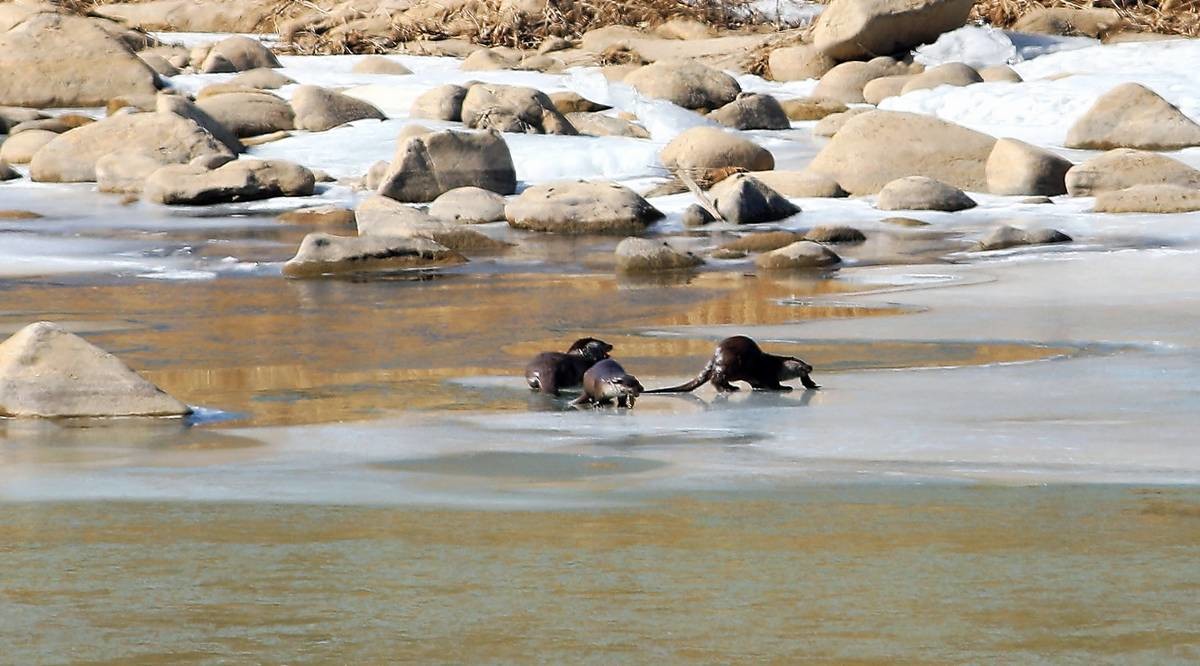 지난해 2월 19일 강원 인제군 북면 인북천에서 천연기념물 제330호로 지정된 수달이 물고기 사냥을 하고 있다 / 인제군 제공, 뉴스1