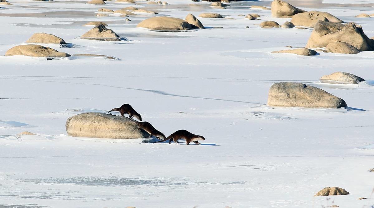 지난해 2월 19일 강원 인제군 북면 인북천에서 천연기념물 제330호로 지정된 수달이 물고기 사냥을 하고 있다 / 인제군 제공, 뉴스1