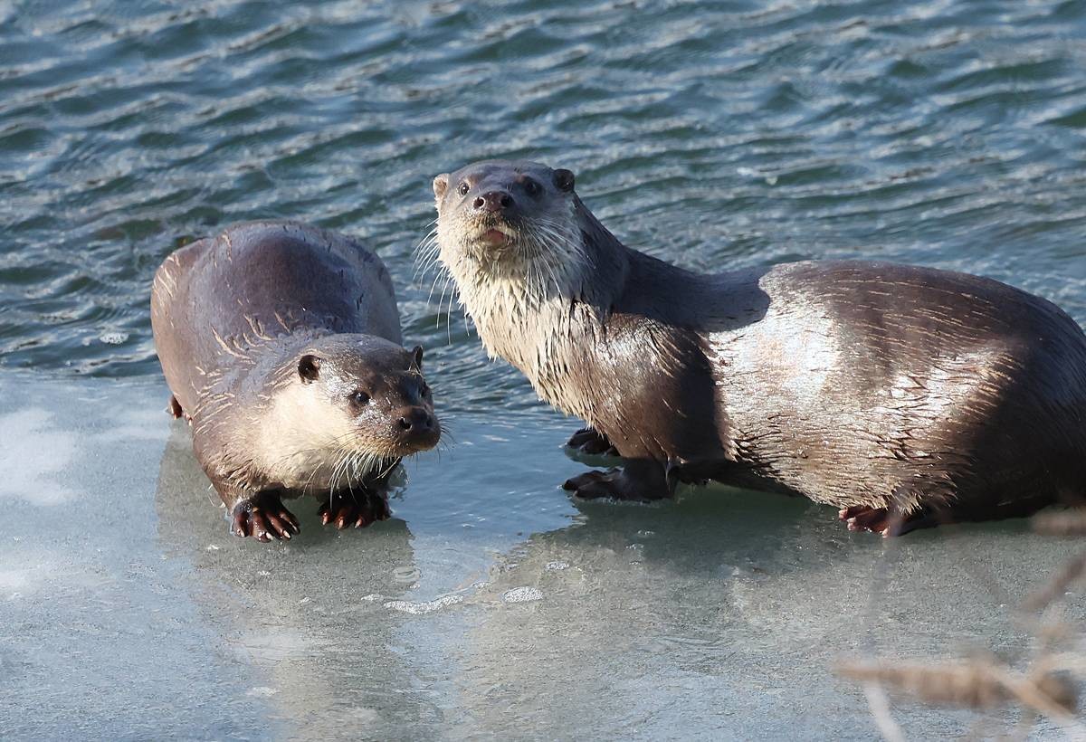천연기념물 330호 수달이 꽁꽁 언 얼음 위에서 휴식을 취하고 있다 / 함양군 김용만 제공, 뉴스1