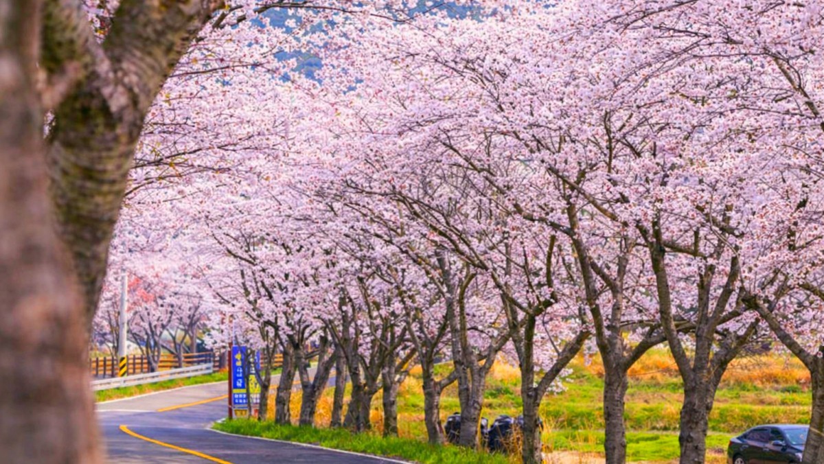 고흥만 벚꽃길. / 고흥군 공식 블로그, AI