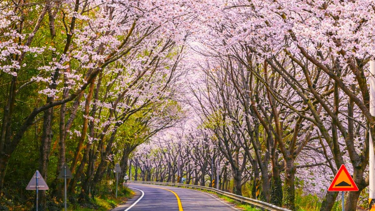 고흥만 벚꽃길. / 고흥군 공식 블로그, AI