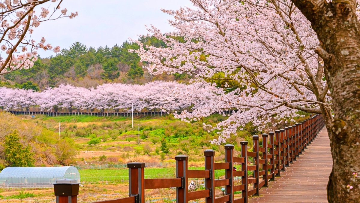 고흥만 벚꽃길. / 고흥군 공식 블로그, AI