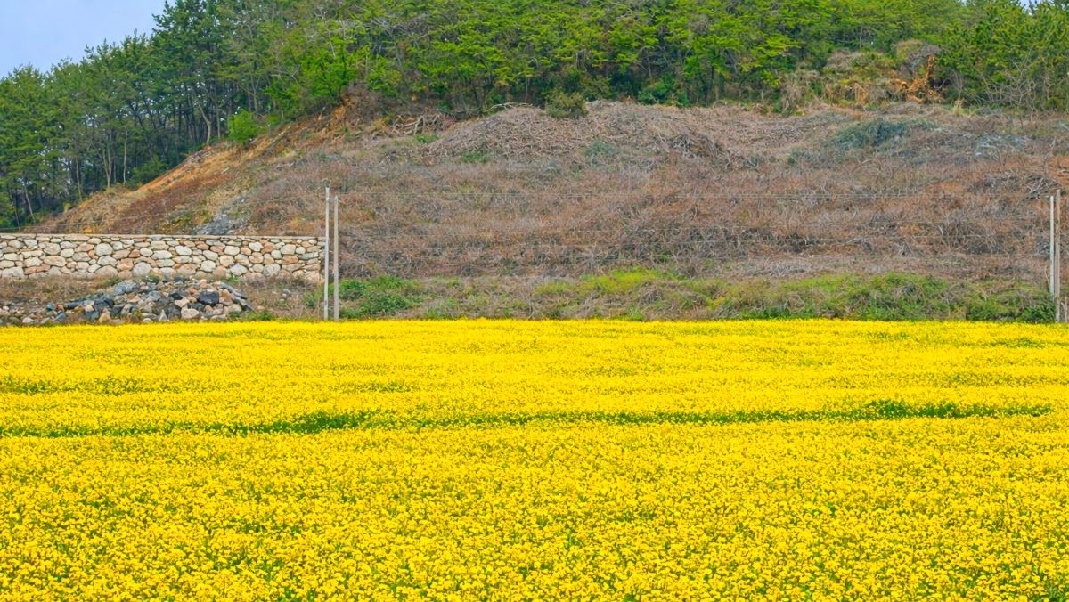 고흥만 유채꽃밭. / 고흥군 공식 블로그, AI