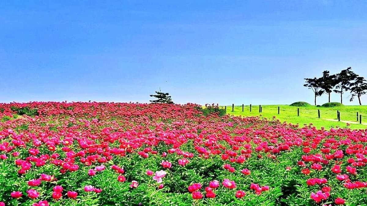 조문국 사적지 작약꽃밭. 기사 이해를 돕기 위해 AI로 제작한 자료 이미지로, 실제 모습과 차이가 있을 수 있습니다.