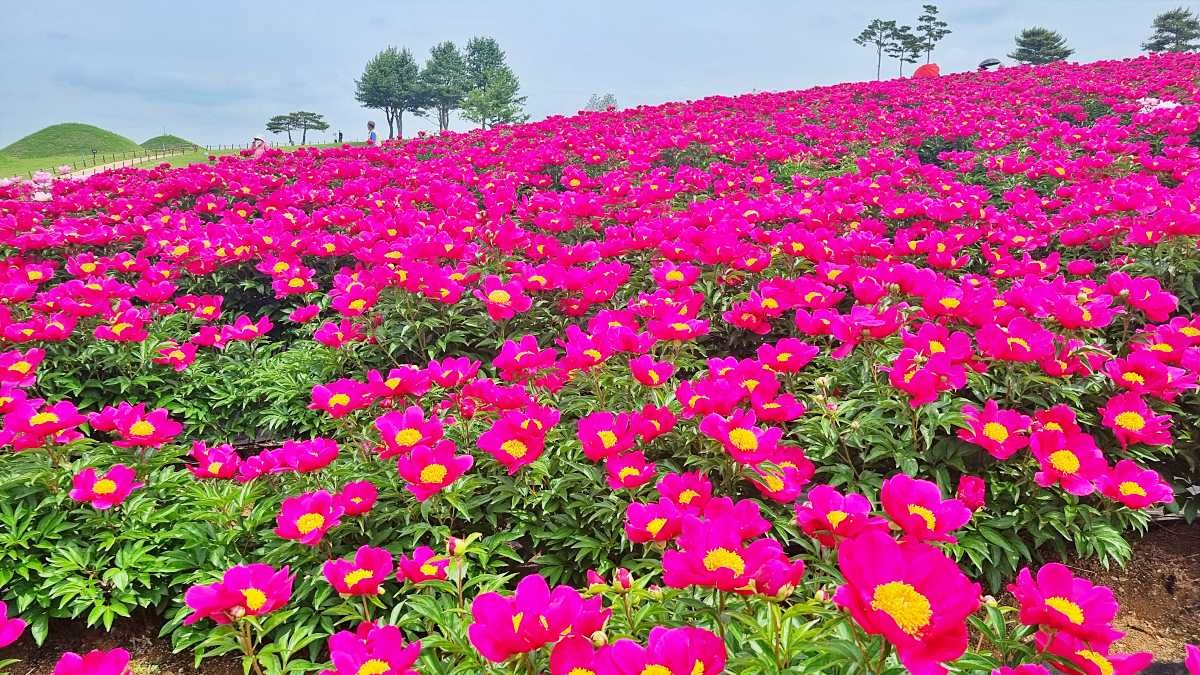 2025년 5월 작약꽃밭의 모습   / 의성조문국박물관 홈페이지