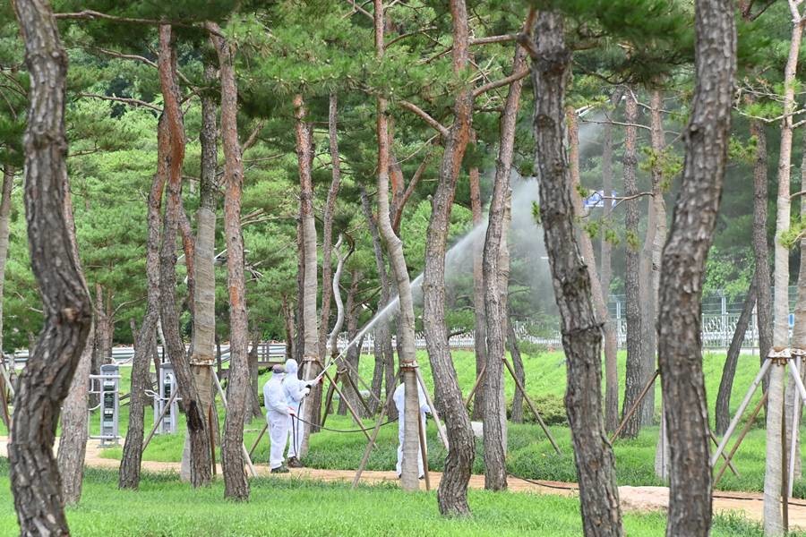 경북 청송군이 ‘산소카페 청송군’ 브랜드를 기반으로 기후변화 대응과 주민 삶의 질 향상, 숲의 미래 가치 확보를 위한 2026년 산림정책 방향을 발표했다. 사진은 소나무 재선충병 방제 모습/이하 청송군