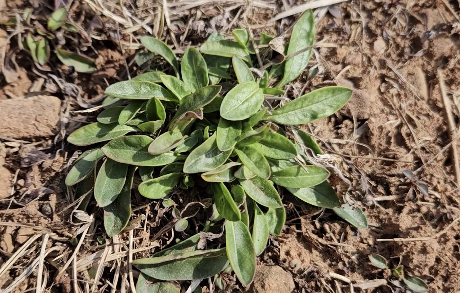 금계국 / '텃밭친구' 유튜브 채널