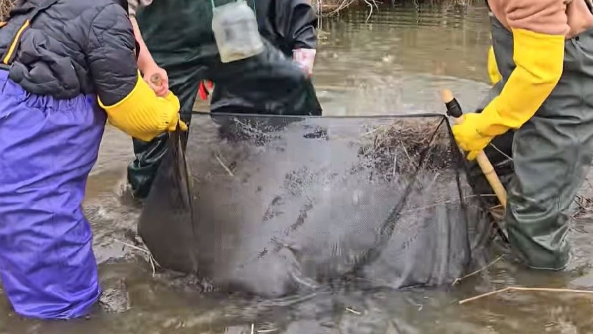 하천에서 족대질하는 모습. / 유튜브 'TV생물도감'
