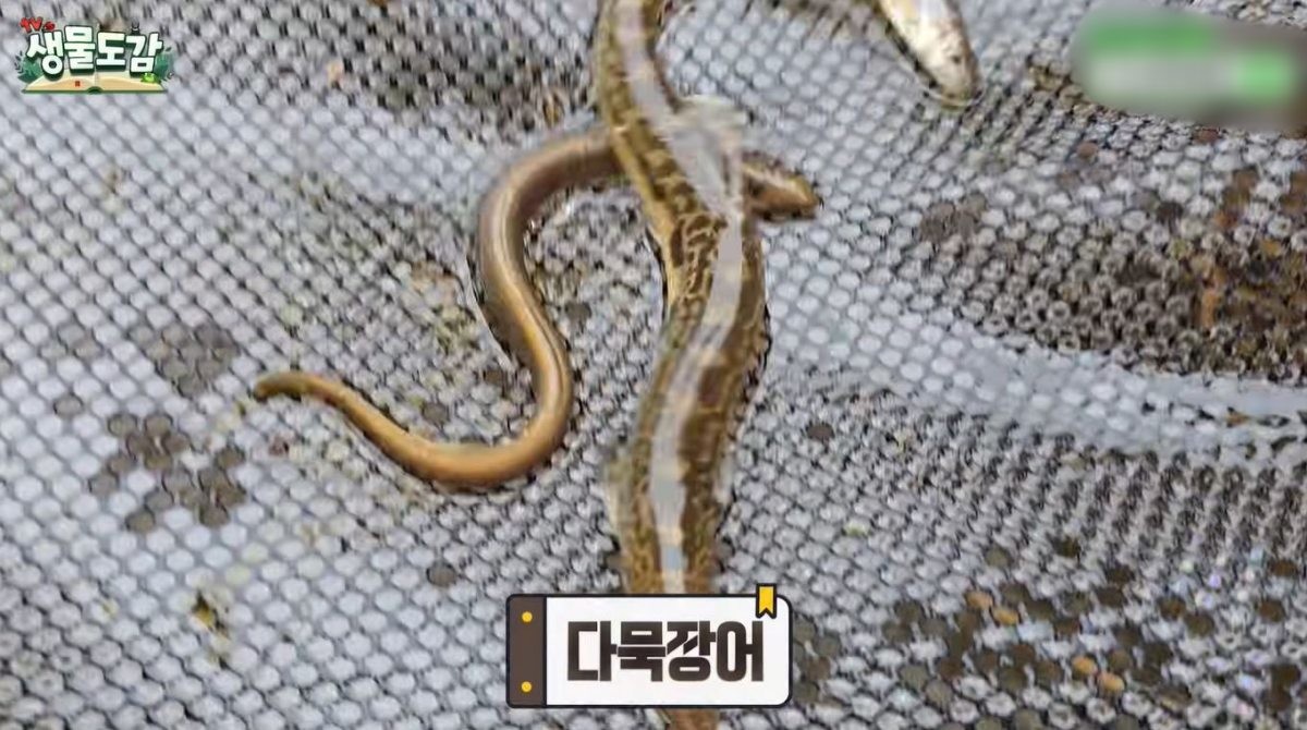 다묵장어. / 유튜브 'TV생물도감'