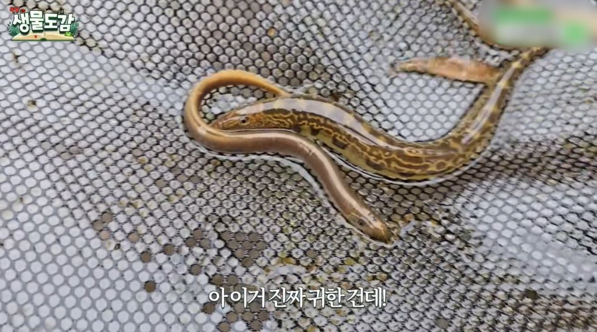 다묵장어 2. / 유튜브 'TV생물도감'