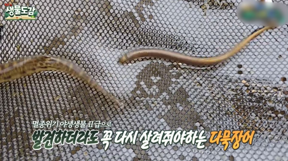 다묵장어. / 유튜브 'TV생물도감'