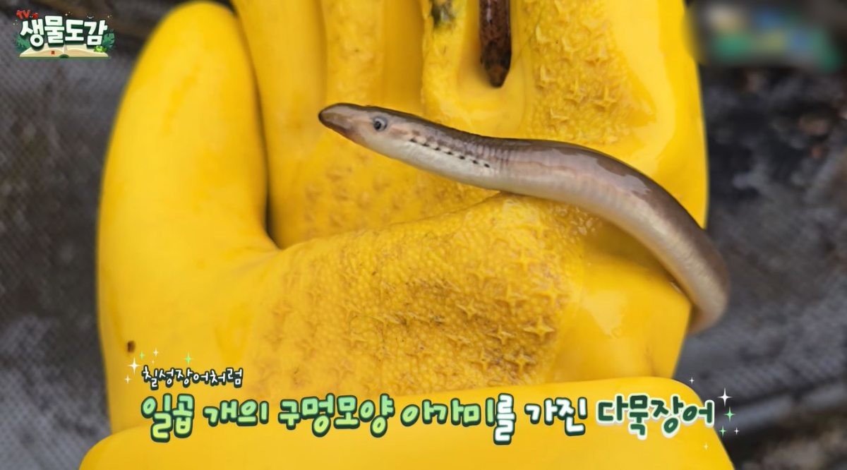 아가미가 보이는 다묵장어. / 유튜브 'TV생물도감'