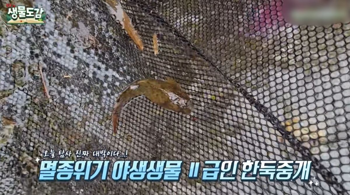 한둑중개. / 유튜브 'TV생물도감'