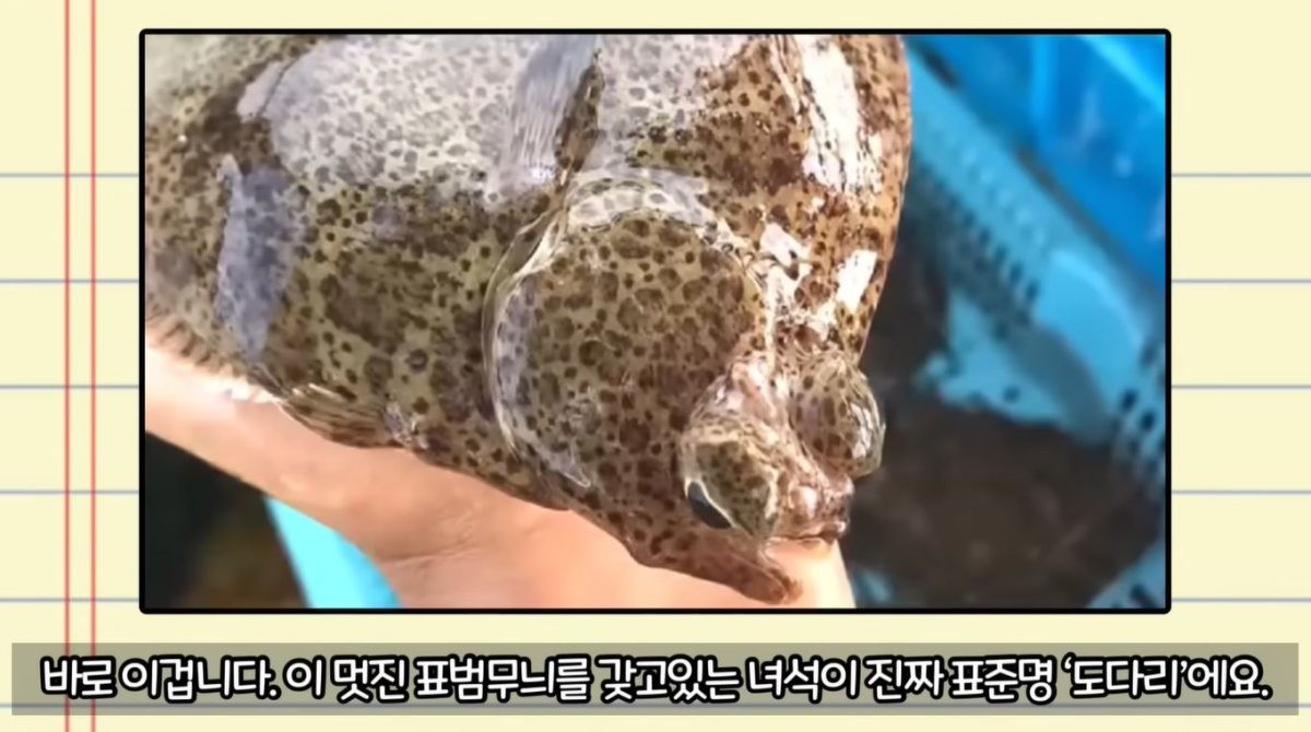 표준명 '도다리'인 생선. 보통 '담배쟁이', '담배 도다리'라고 불리운다. / 유튜브 '생선선생 미스터S'