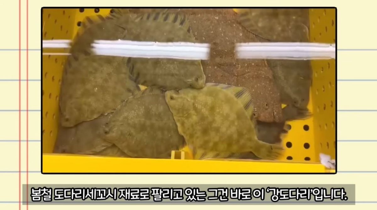 '강도다리'. / 유튜브 '생선선생 미스터S'