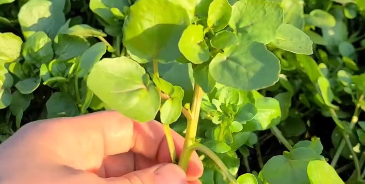 유튜브 '도시자연인'