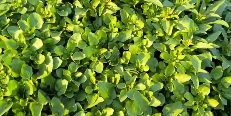 유튜브 '도시자연인'