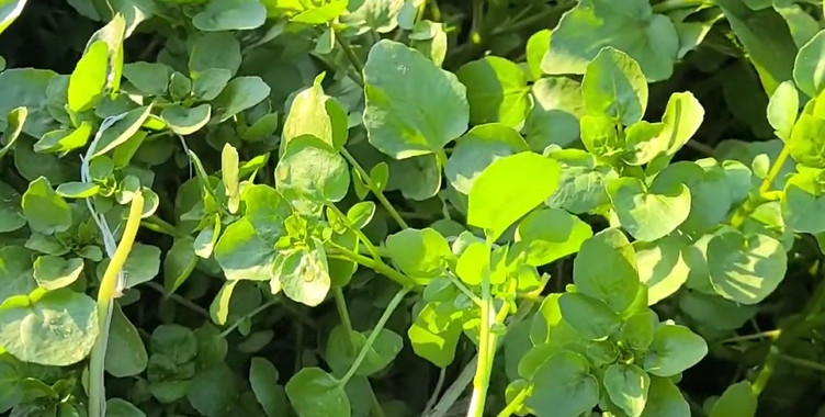 유튜브 '도시자연인'