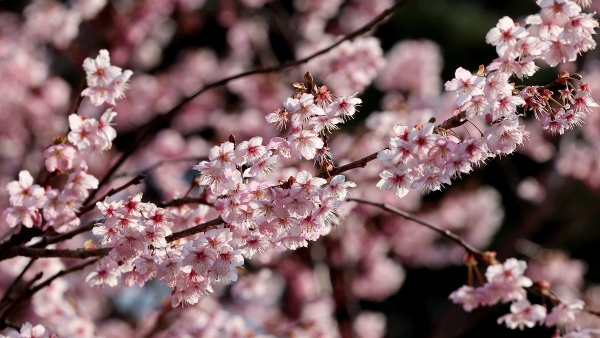 지난 9일 부산 수영구 배화학교에 벚꽃이 활짝 펴 시민들의 눈길을 사로잡고 있다. / 연합뉴스