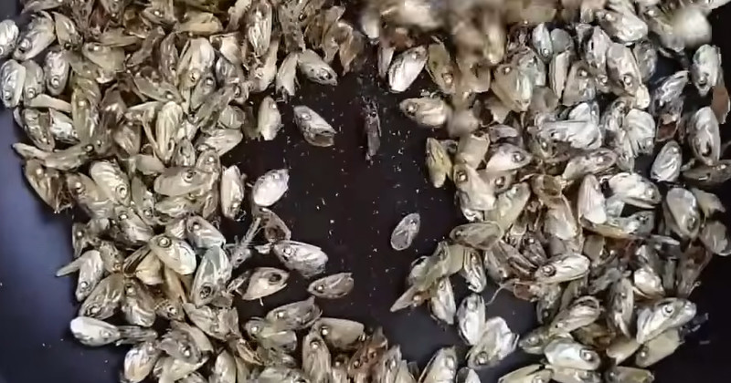 유튜브 '주부나라'