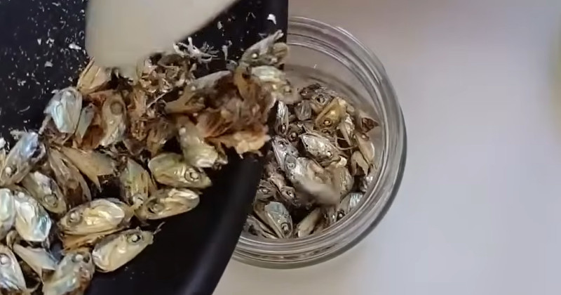 유튜브 '주부나라'