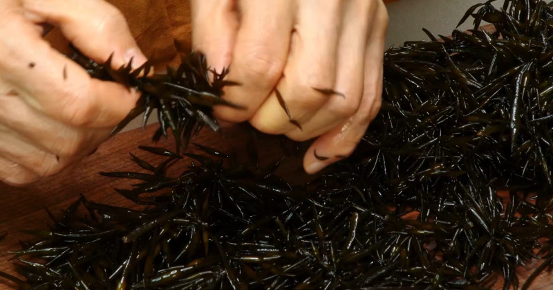 유튜브 '팔숙이 palsook'