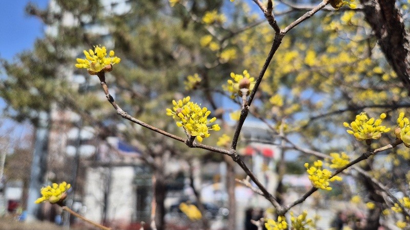 포근한 봄기운이 감도는 가운데 노란 산수유 꽃이 꽃망울을 터뜨릴 준비를 하고 있다./사진=김지연 기자