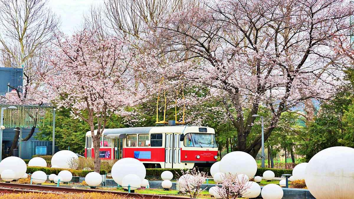 벚꽃이 활짝 핀 화랑대 철도공원 풍경 / 노원구 제공-뉴스1