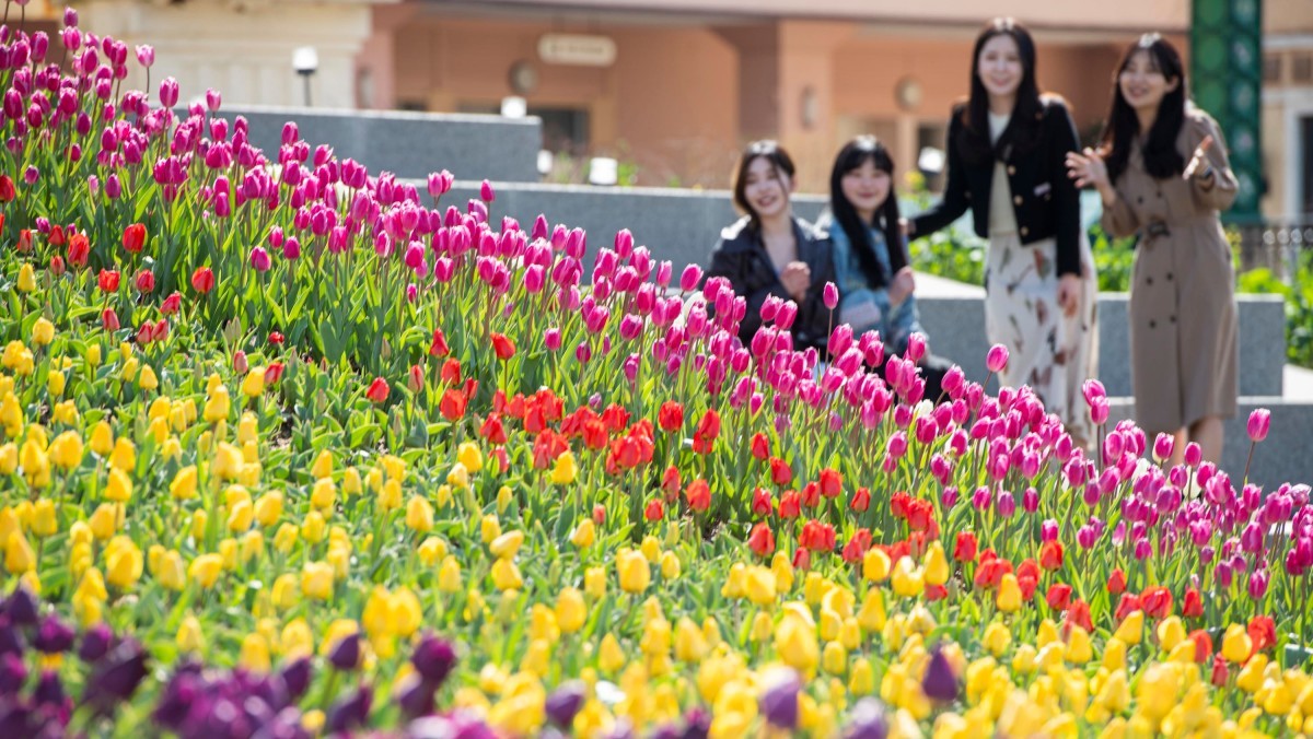 튤립이 핀 에버랜드 '인피니티 튤립가든'의 모습. / 삼성물산 제공