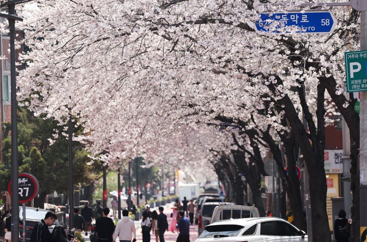 서울에 핀 벚꽃 / 뉴스1